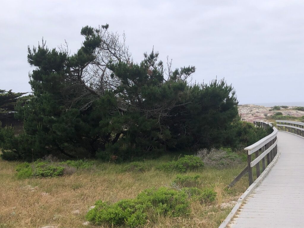 A wooden boardwalk curves to the right, leading through a coastal landscape on an overcast day. To the left of the boardwalk, a large, gnarled evergreen tree with dark green needles dominates the midground, with some bare branches visible. The foreground features sparse green and dry grasses, and in the distance to the right, low-lying scrub and rocky terrain are visible under a grey sky, with a hint of water on the horizon.
