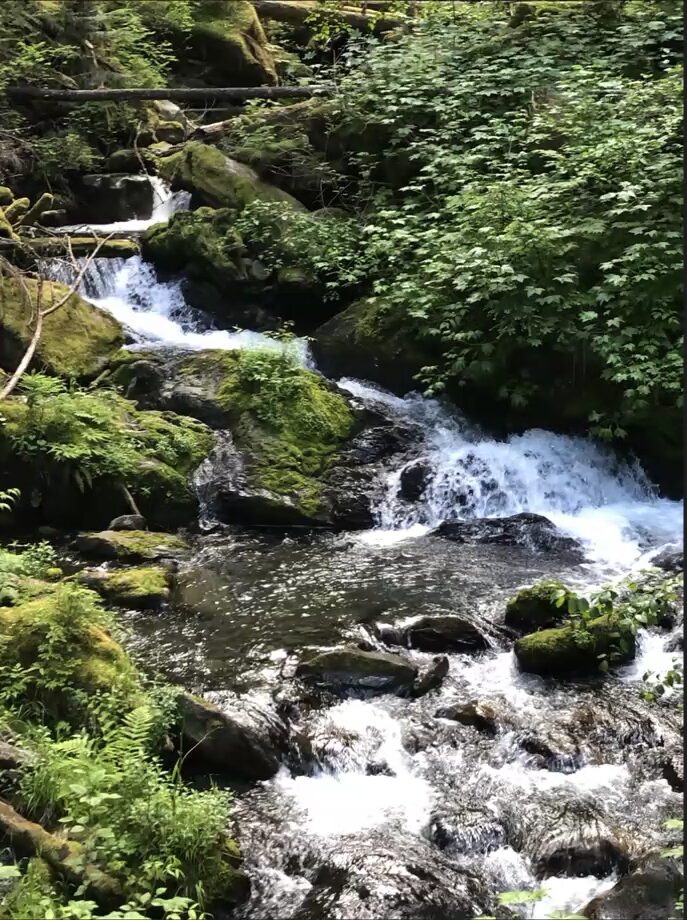 A serene forest scene featuring a small waterfall flowing over a bed of mossy rocks. The image captures the dynamic movement of the water and the rich textures of the surrounding ferns and other green plants, making it an excellent study in natural landscapes.