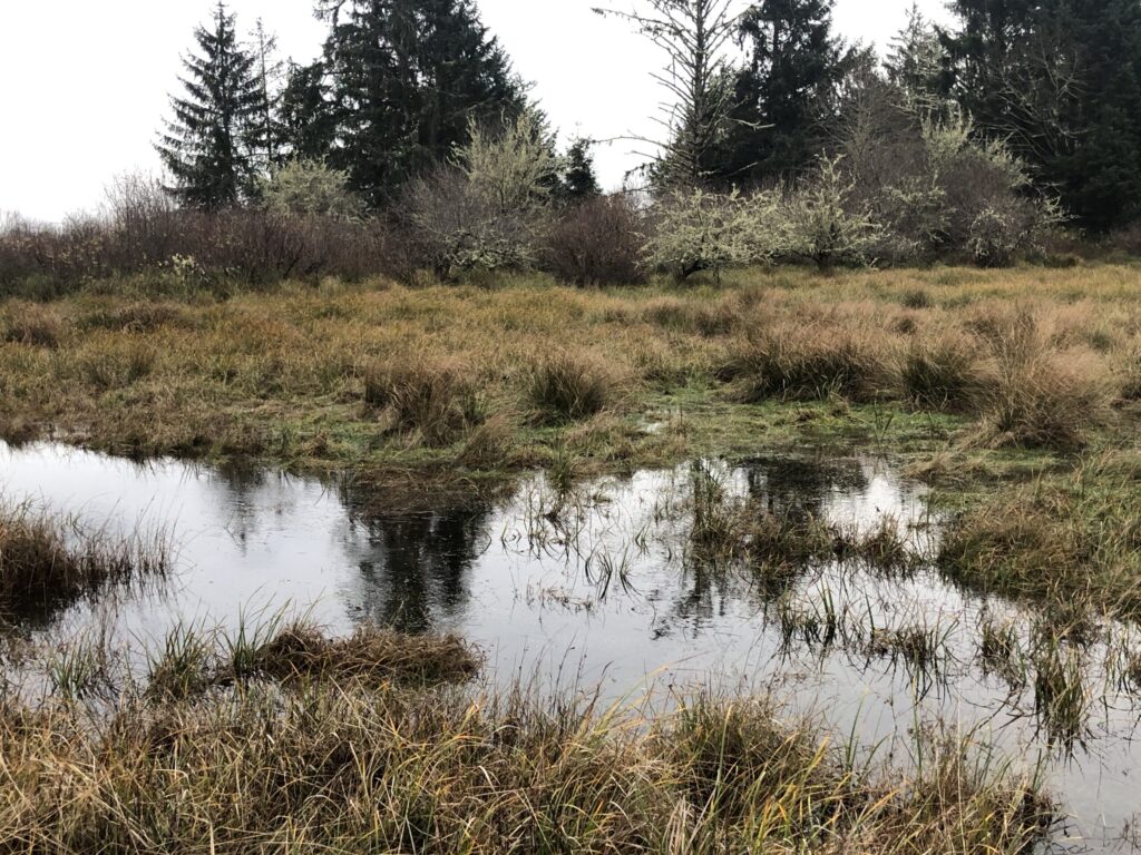A reference photo of a quiet marshland, featuring a still body of water that perfectly reflects the overcast sky and a mixed forest in the background. The image offers an excellent study in capturing reflections and the textures of winter grasses and trees.