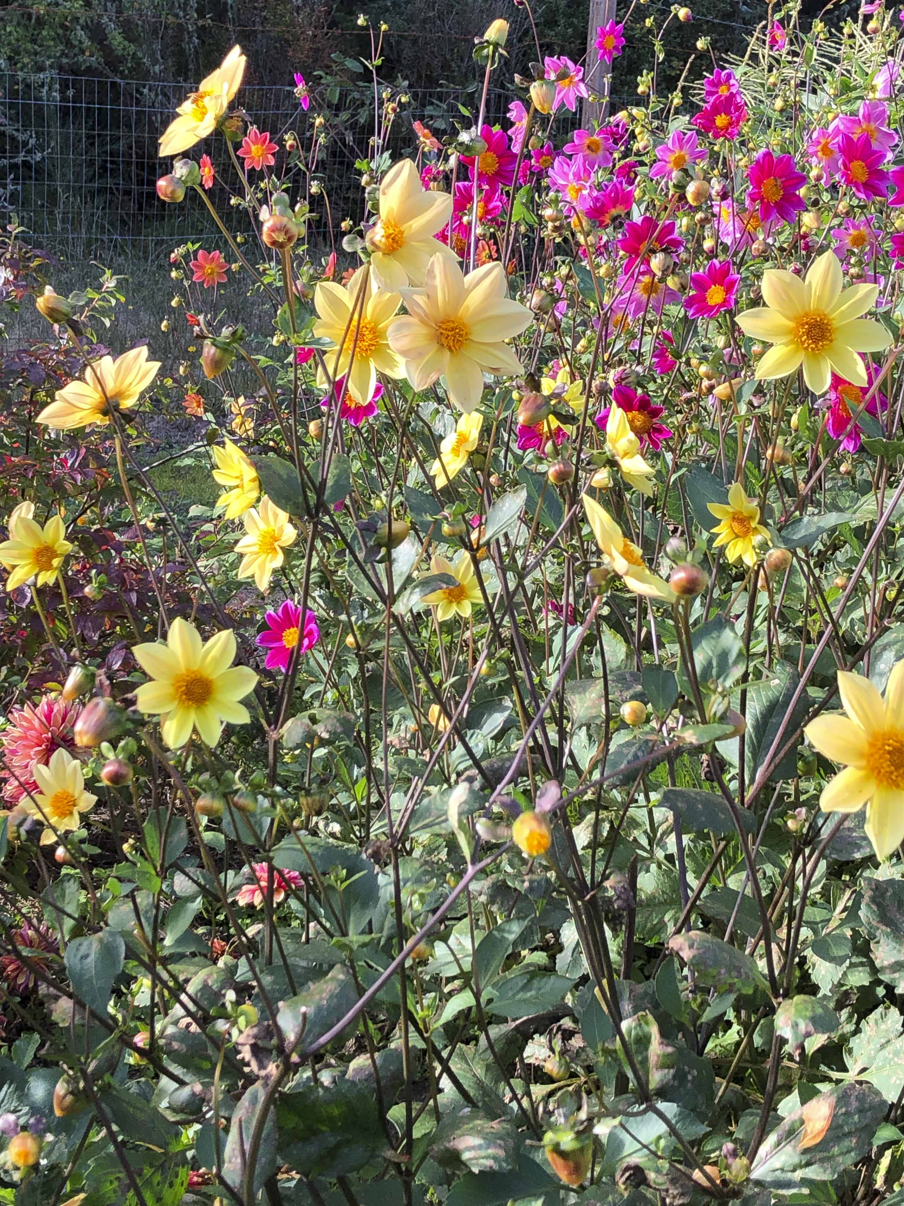 A vibrant garden filled with bright pink and yellow flowers in full bloom