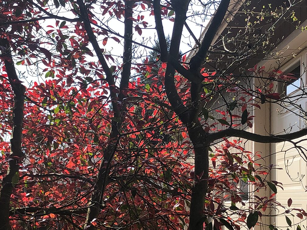 A close-up reference photo of a tree with vibrant, reddish-pink leaves. The sun shines brightly from behind the leaves, making them glow. The dark, intricate branches of the tree are visible, and in the background, a portion of a light-colored building is visible with a window.
