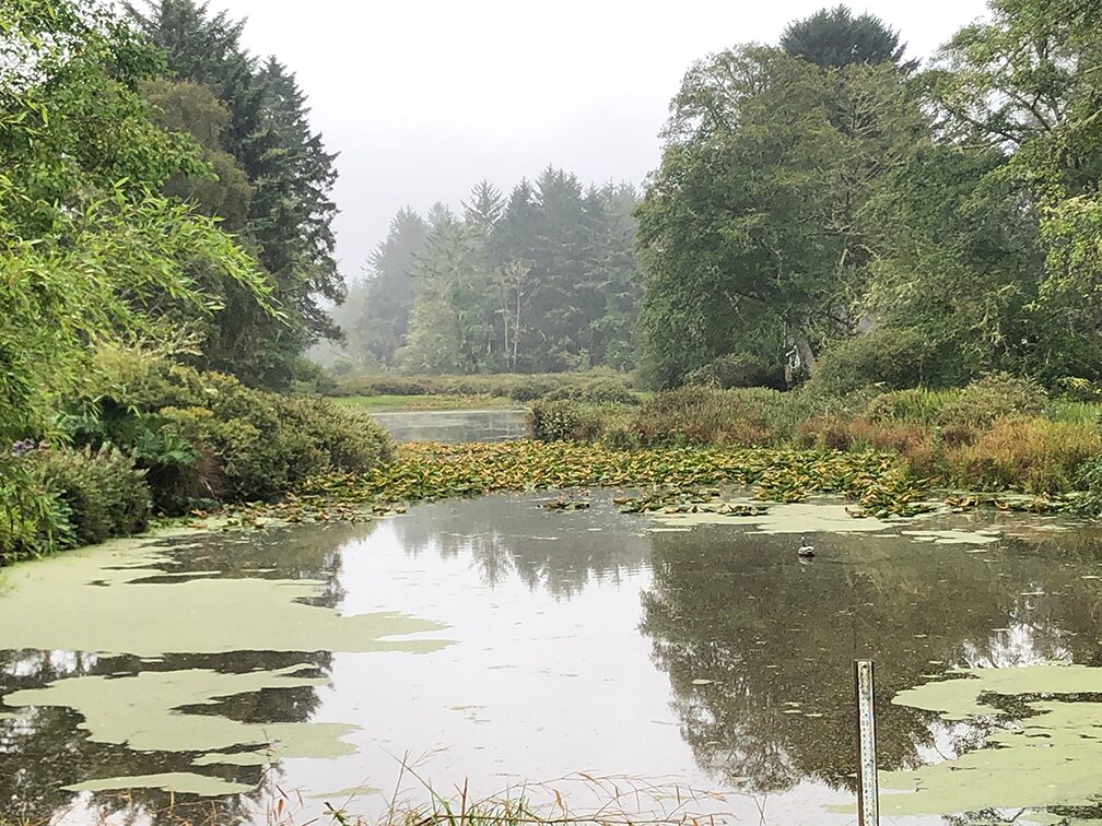 Overcast and atmospheric scene of a still pond with water lilies and heavy green algae, bordered by lush, dark green coastal forest and tall evergreen trees receding into the fog.