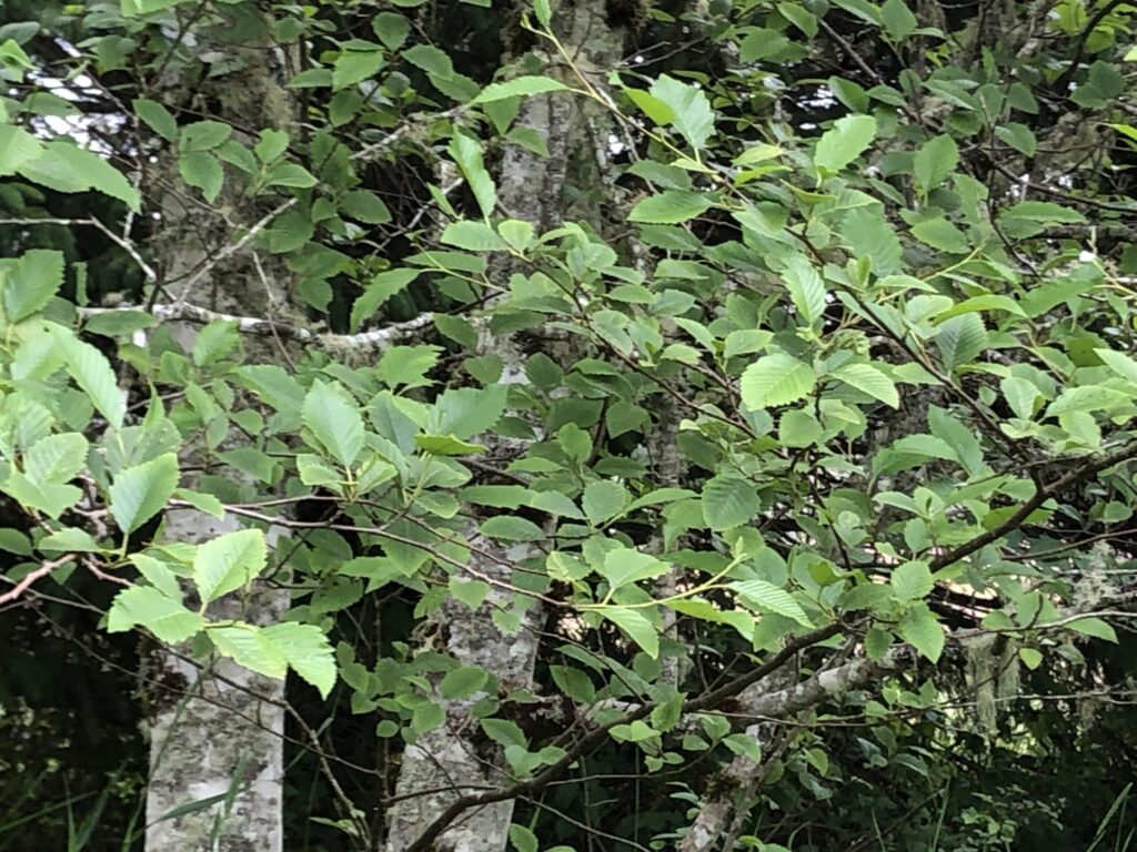 A close-up reference photo of green deciduous leaves on thin branches, with the mottled gray bark of a tree trunk visible in the background. The lighting is diffused, showing various shades of forest green.