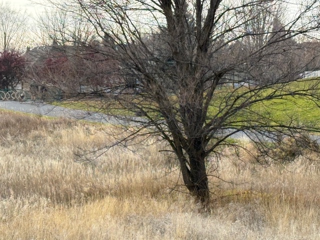 A bare, multi-trunked tree stands in the center of a field of tall, dry, golden-brown grass. In the background, a paved path curves past the edge of a patch of bright green lawn, with residential houses and leafless trees visible in the distance under an overcast sky.