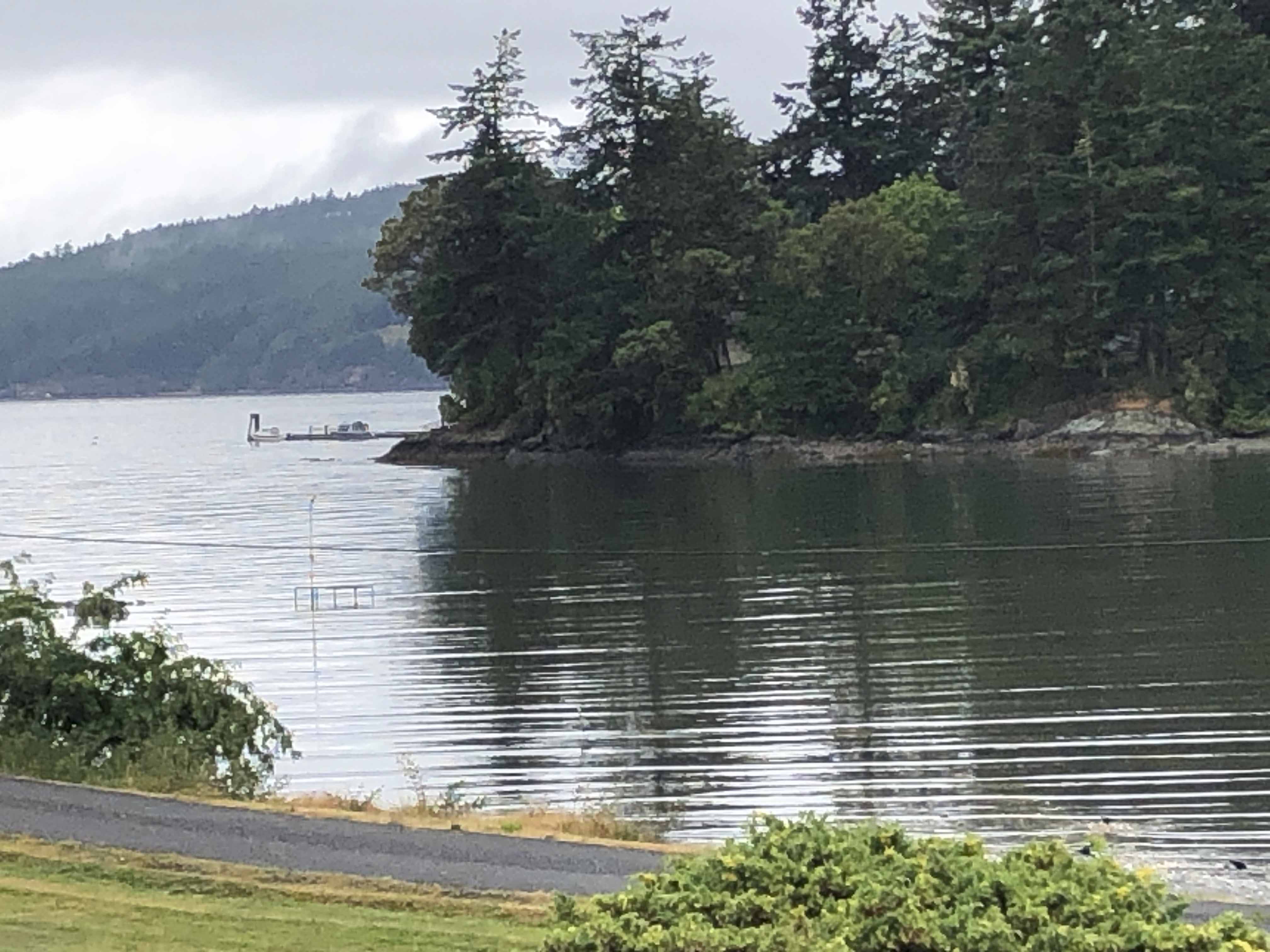A view across calm water toward a small, densely wooded island. A distant dock with a boat is visible against a backdrop of misty hills.