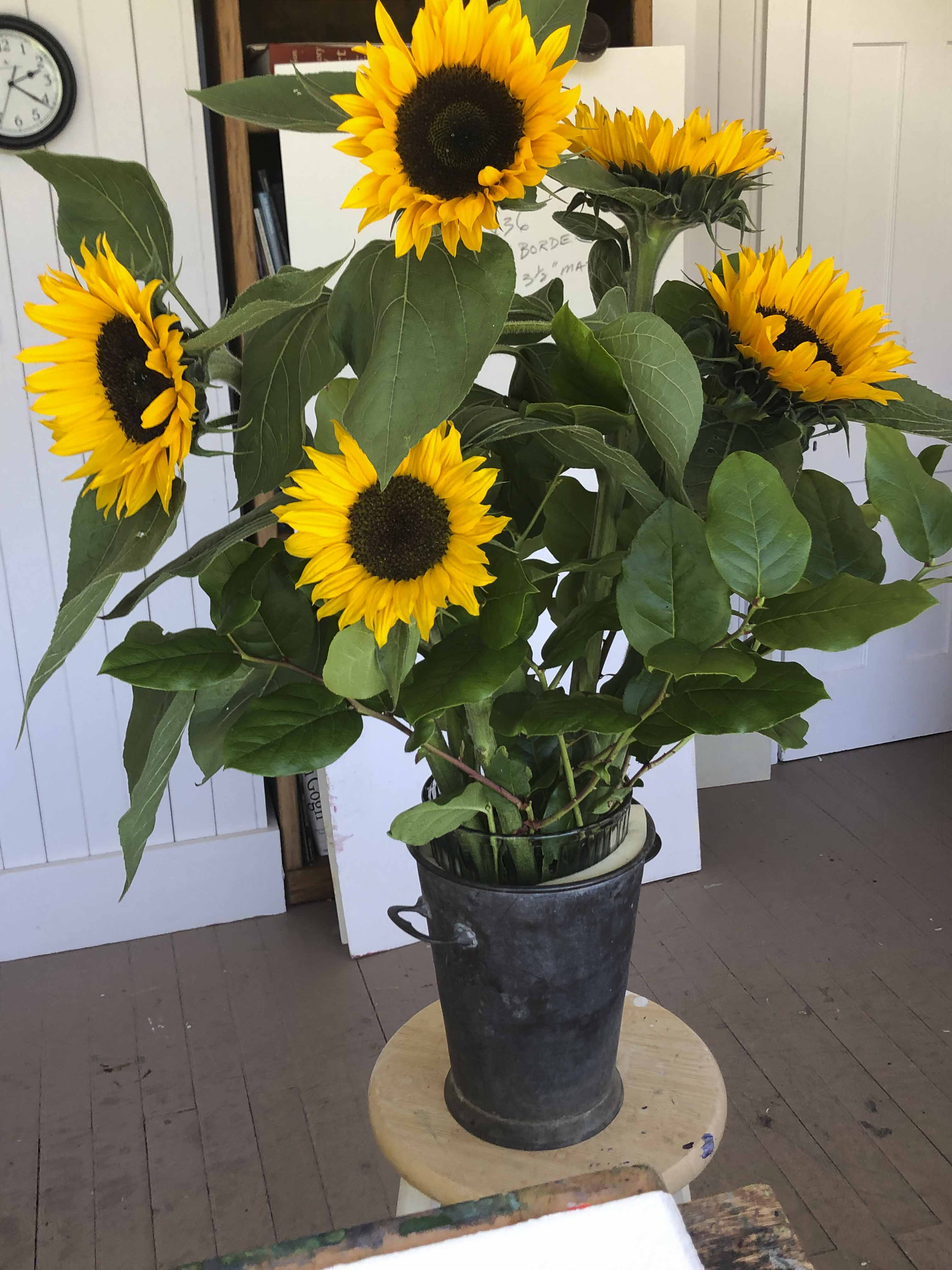A sunlit indoor photograph of a bouquet of bright yellow sunflowers with dark centers, arranged in a galvanized metal bucket on a wooden stool.