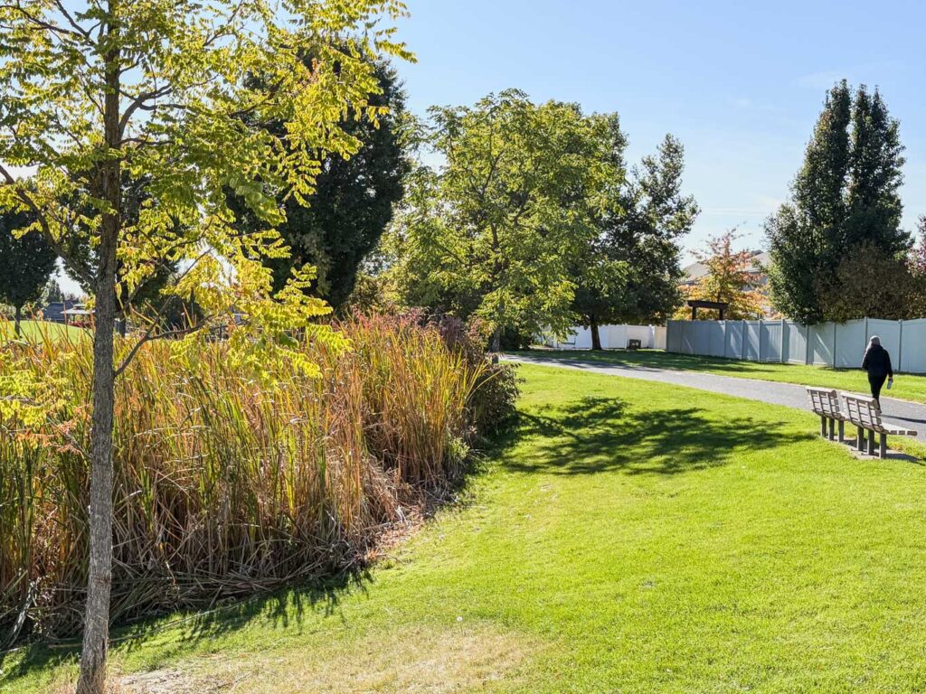 A photograph of a paved park path curving alongside tall, golden-yellow marsh grass under a clear blue sky.
