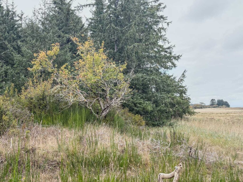 A photograph of a rural landscape showing a small, deciduous tree with yellowing leaves standing in front of a dense wall of tall green evergreen trees under a grey, overcast sky.