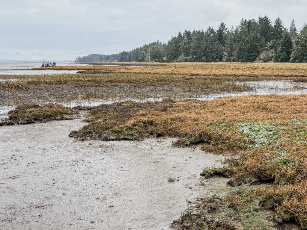 A landscape photograph of a tidal marsh under an overcast sky. Patches of brown and green grass emerge from grey mudflats, leading toward a dark line of evergreen trees along the shoreline.