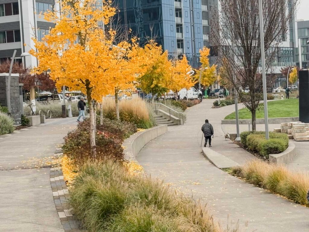 A crisp photograph of an urban park featuring a row of vibrant yellow ginkgo trees in autumn. A person walks a dog along a curved concrete path with modern glass buildings in the background.