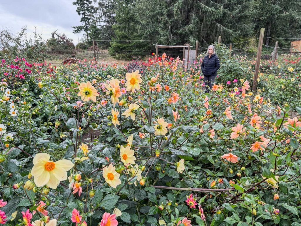 A photograph of a woman standing in a sprawling garden filled with peach and yellow dahlias in full bloom. Tall evergreen trees and a wire fence define the background.