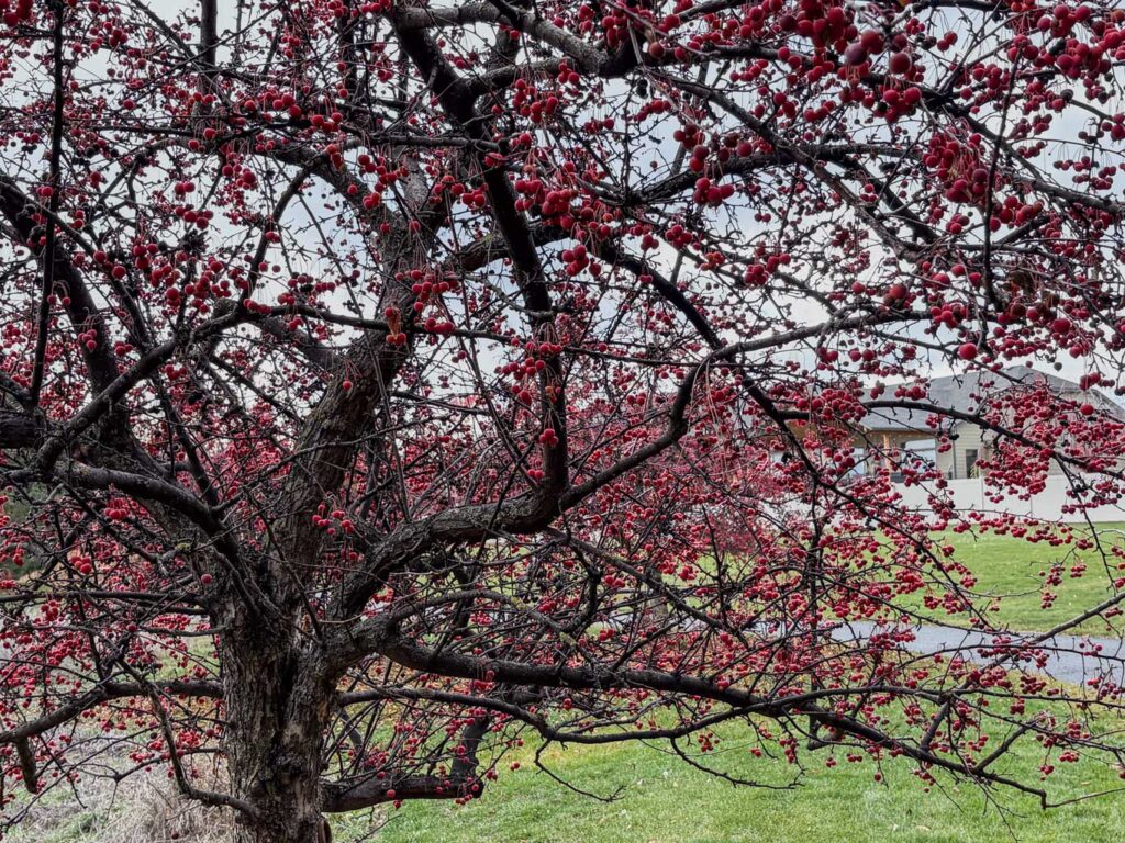 A high-resolution reference photograph of a large crabapple tree in winter. The tree is dense with dark, tangled branches and thousands of small, round red berries. In the background, a green lawn, a paved path, and a beige house under a grey sky are visible.