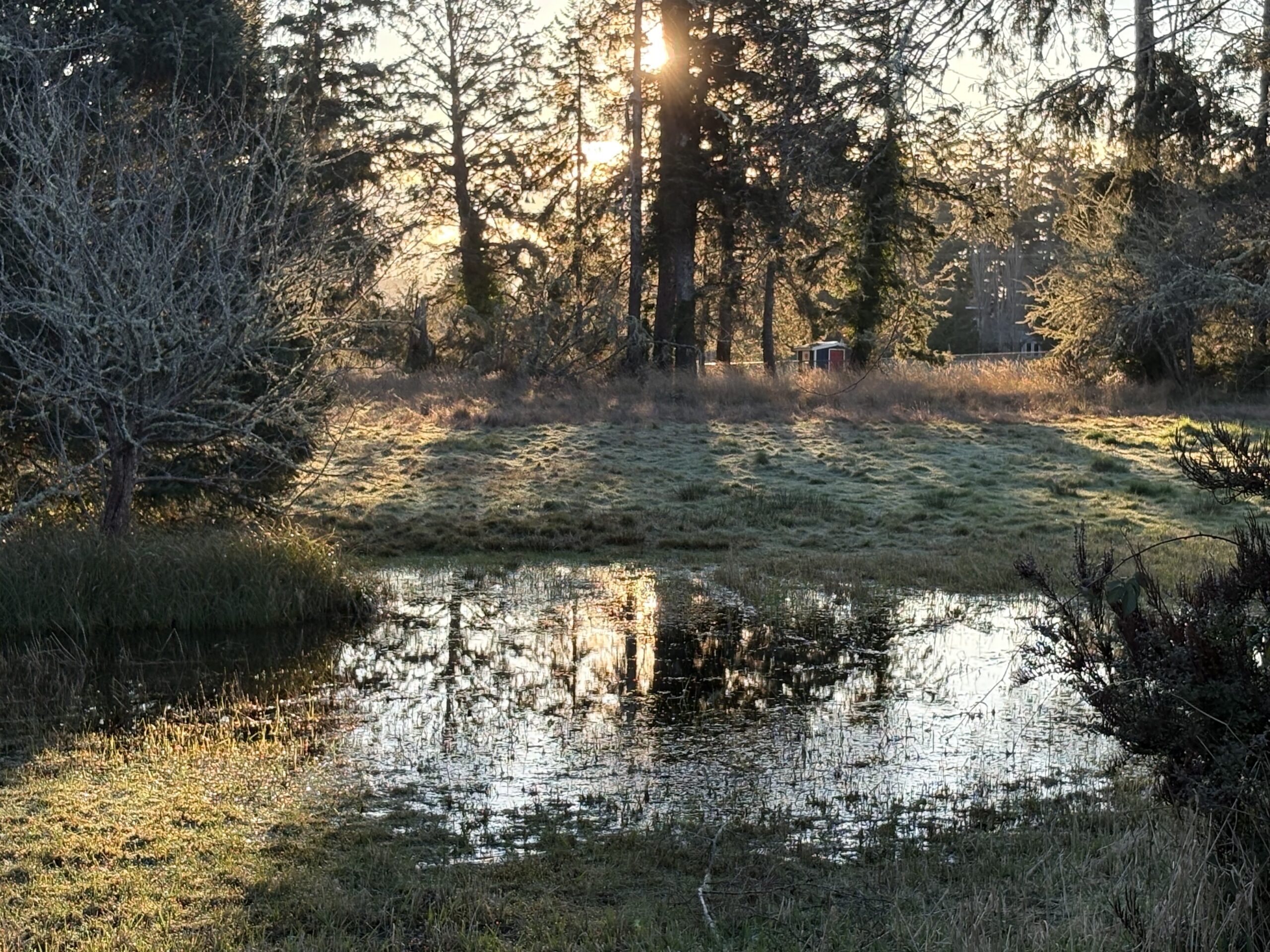 A serene landscape at golden hour featuring a small, still pond in the foreground that reflects the glowing sun and silhouettes of tall evergreen trees. The background is filled with a dense forest and a grassy meadow bathed in warm, misty light, with a small red-roofed shed visible in the distance.