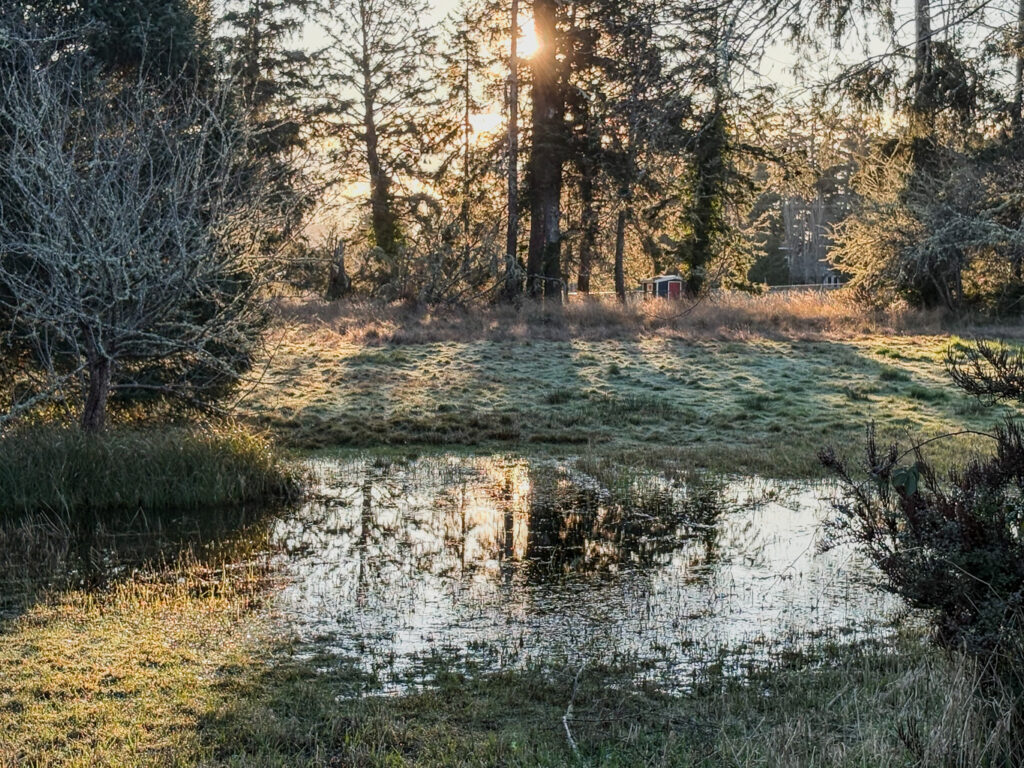 A sun-drenched photograph of a small marshy pond in a field, with sunlight filtering through a line of tall evergreen trees in the background.