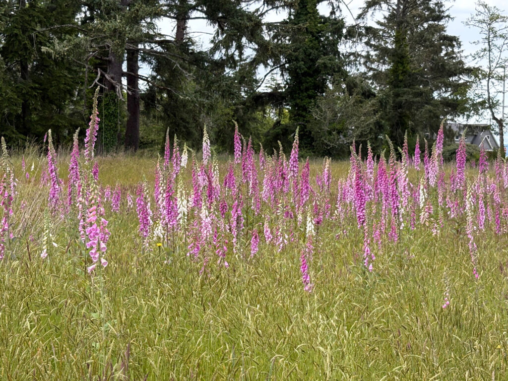 A field of wild foxglove in full bloom, with dozens of tall flower spires rising from a meadow of long golden-green grass. The blooms range from deep magenta and soft pink to pale white, their bell-shaped flowers clustered densely along each stem. In the background, a stand of tall dark evergreen conifers frames the scene, with a glimpse of a gray house roofline and overcast sky visible through the trees on the right.