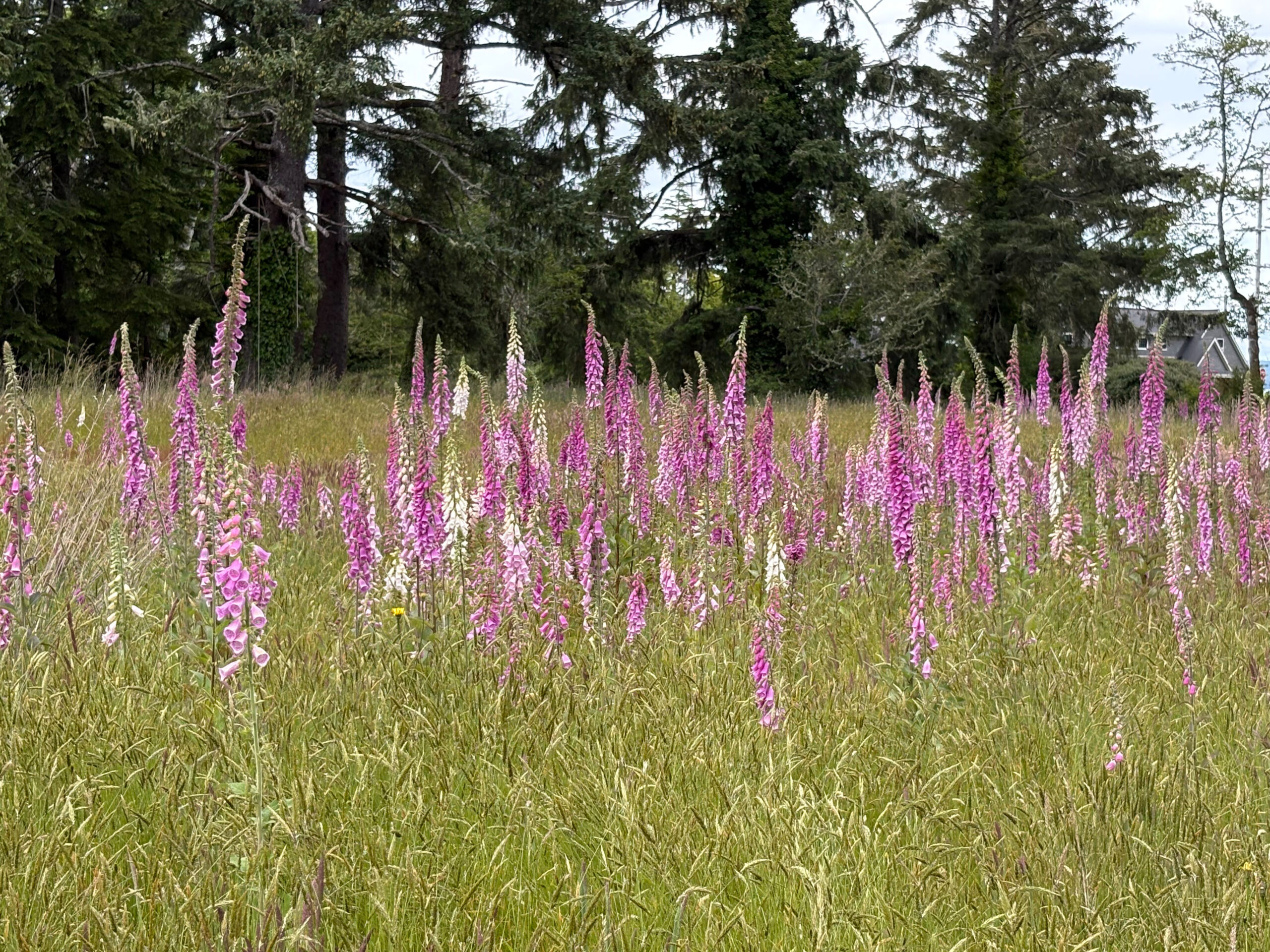 A field of wild foxglove in full bloom, with dozens of tall flower spires rising from a meadow of long golden-green grass. The blooms range from deep magenta and soft pink to pale white, their bell-shaped flowers clustered densely along each stem. In the background, a stand of tall dark evergreen conifers frames the scene, with a glimpse of a gray house roofline and overcast sky visible through the trees on the right.