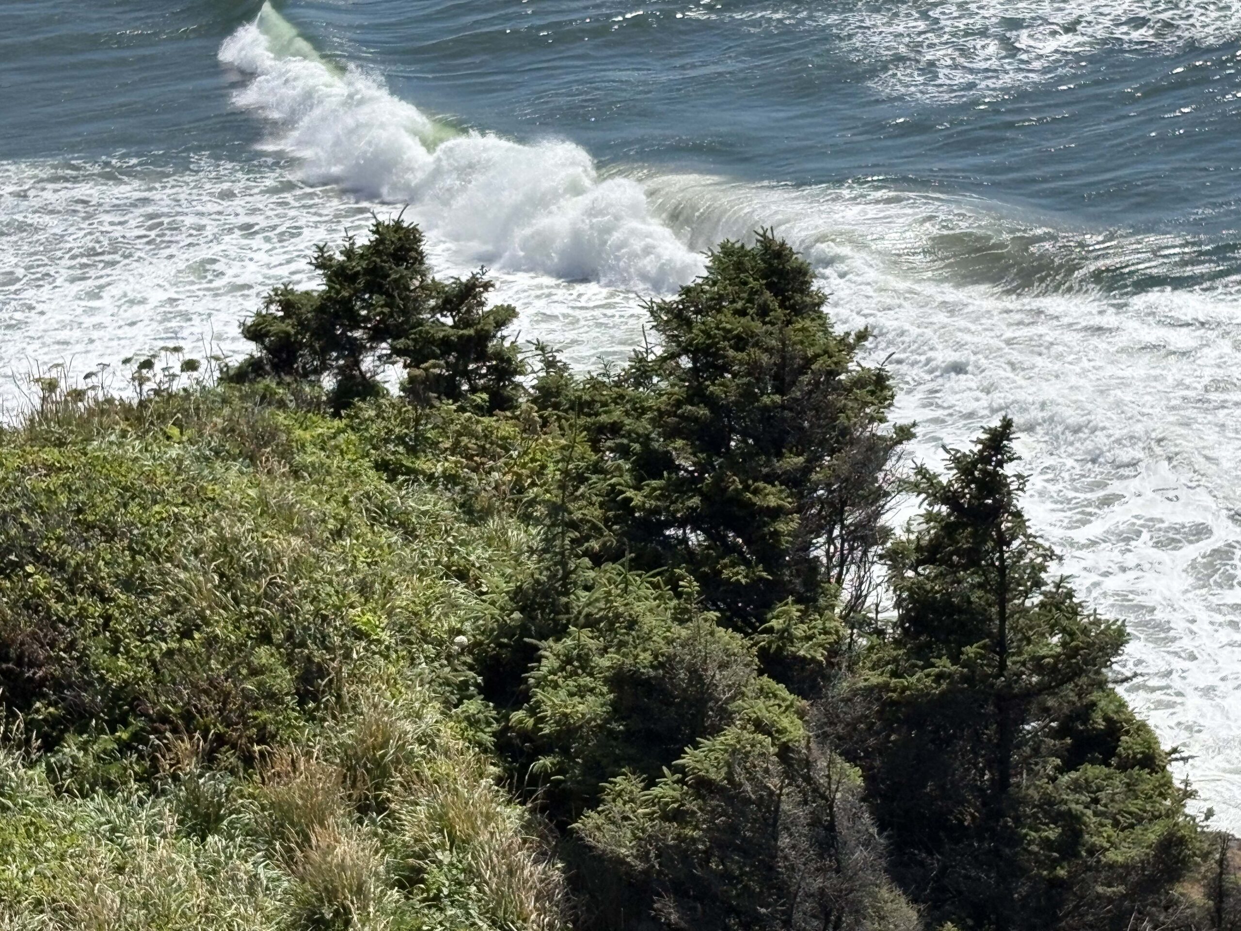 A view from a bluff looking down over the Pacific, where a breaking wave curls into a long line of white foam. Wind-shaped spruce and dense green coastal brush cover the headland in the foreground, with dark blue-green open water beyond the surf.