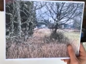2022-12 PAL Woodland visual reference